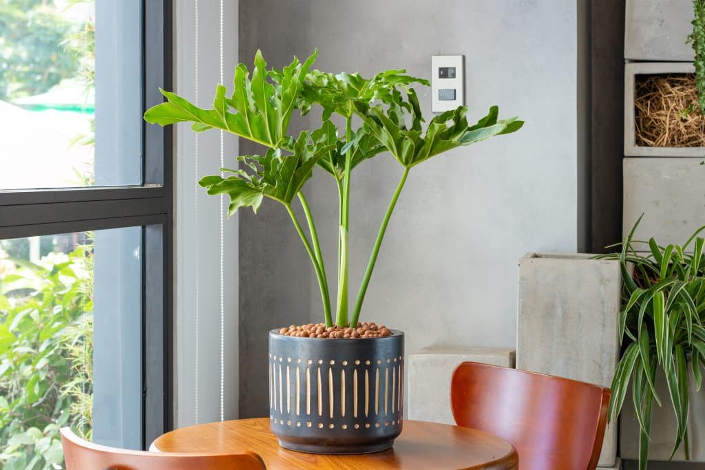 Tree Philodendron - housplant