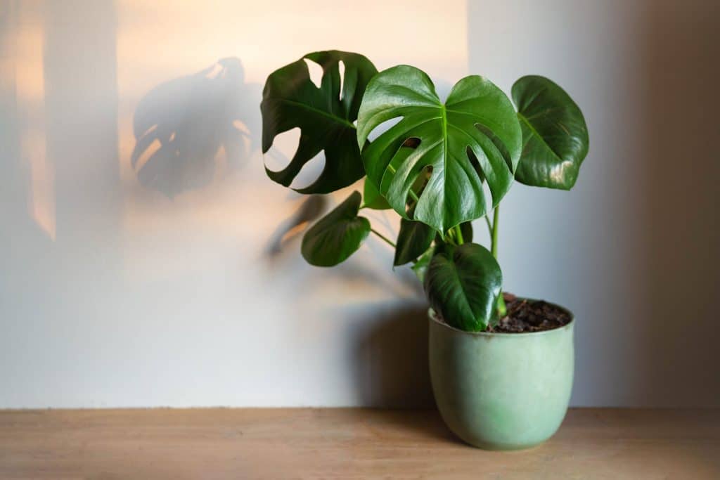 The monstera plant