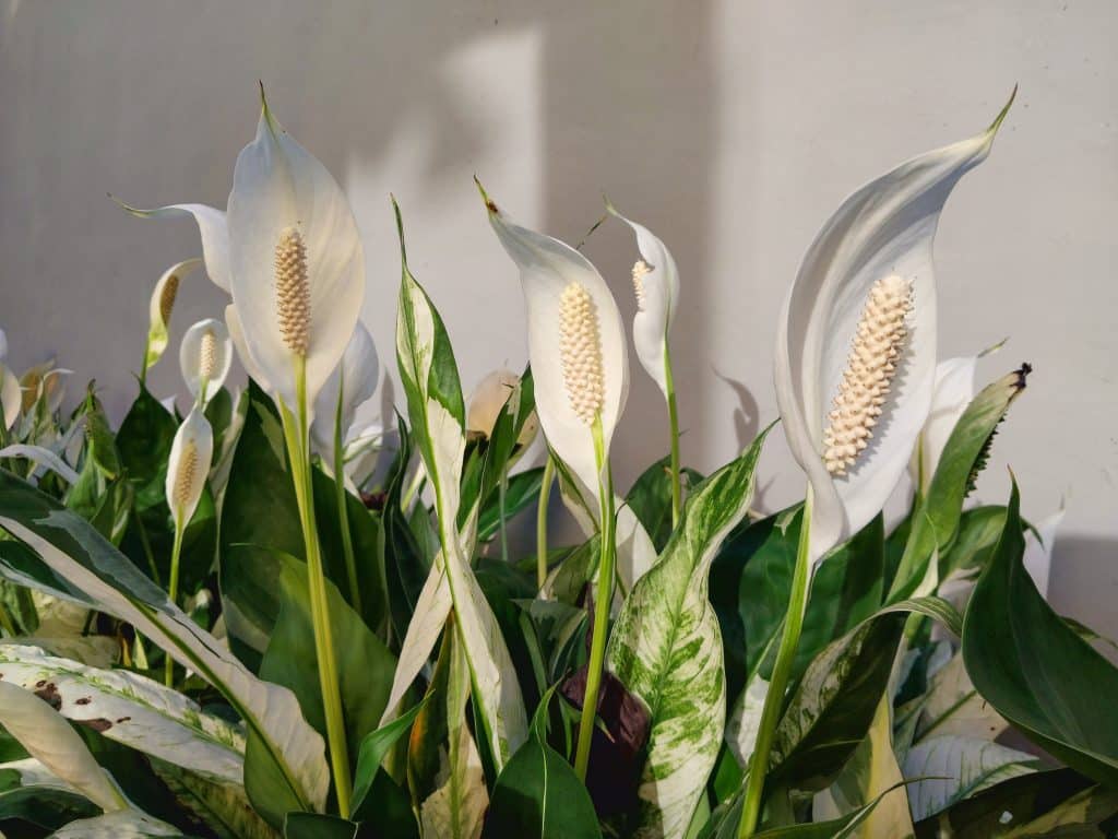 The peace lily that is good for purifying the air.