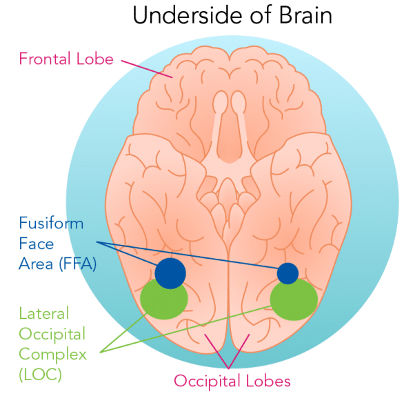 diagram of brain showing frontal lobe, fusiform face area and occipital lobes.