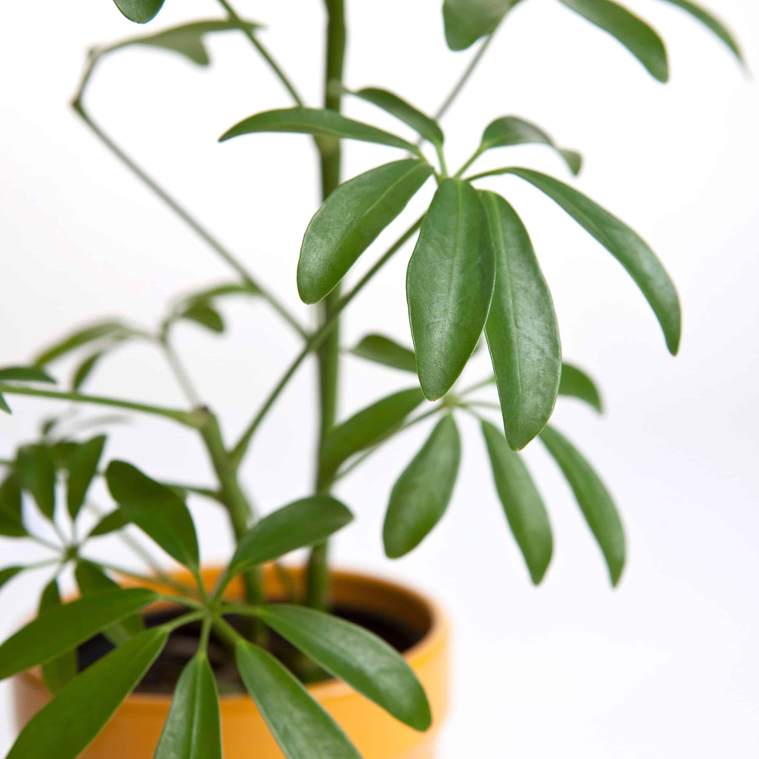 The dwarf umbrella tree