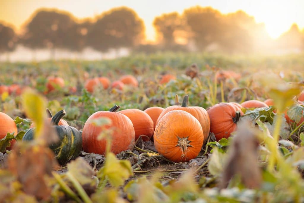 pumpkins laying in a field at dawn