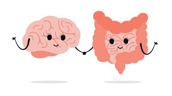 Connection of cute healthy happy brain and intestine gut characters.