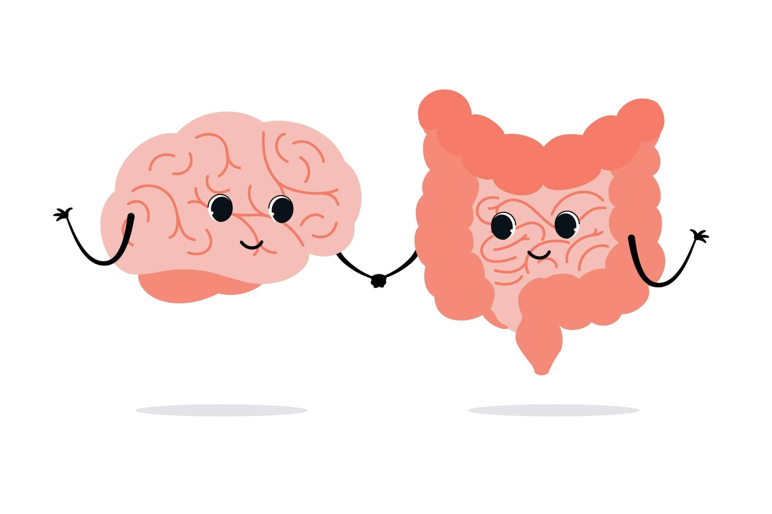 Connection of cute healthy happy brain and intestine gut characters.