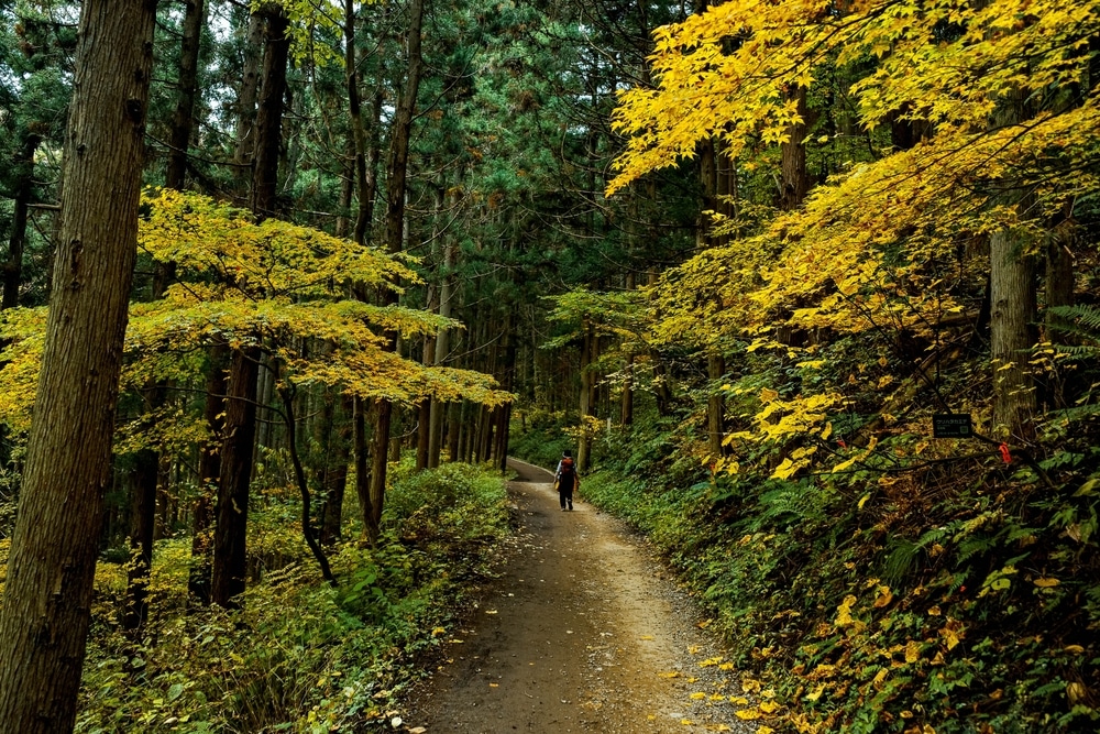 people walking in forest
