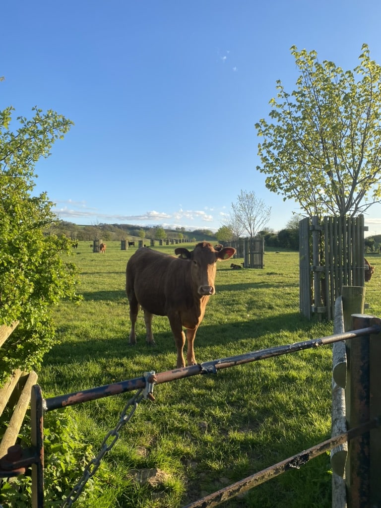 Photo taken of a nearby farm on the campus I was studying abroad at in Bath, England.