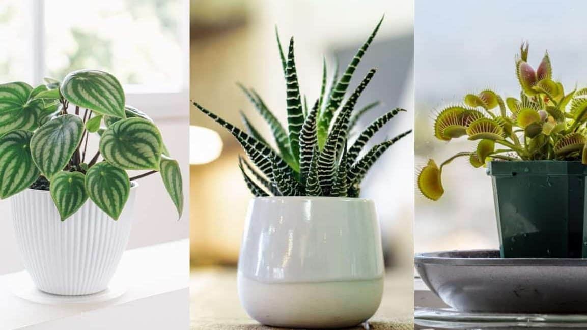 Image showcasing three types of indoor plants good for seasonal depression placed in individual pots. On the left, a watermelon peperomia in a white ribbed pot, featuring round, striped leaves resembling watermelon patterns. In the center, a zebra haworthia in a sleek white pot, with spiky green leaves adorned with white horizontal stripes. On the right, a Venus flytrap in a green plastic pot, displaying its distinctive open traps. The plants are set against soft, natural lighting, emphasizing their vibrant and unique features