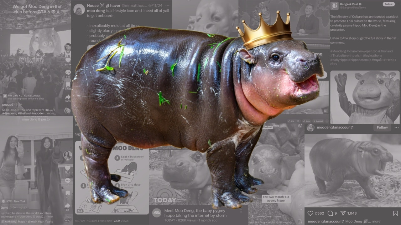 Moo Deng, a baby pygmy hippo, wearing a crown