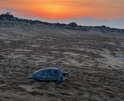 Amongst the sandy turtle tracks, a large turtle heads back to the sea after a nesting attempt. The orange sunset in the background.