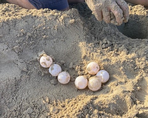 Turtle eggs the same size as ping pong balls are pictured resting on the sand after being excavated from their nest.