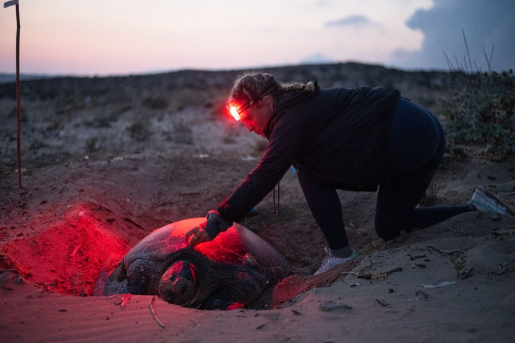 Woman kneeling down beside a turtle and using red light to examine it