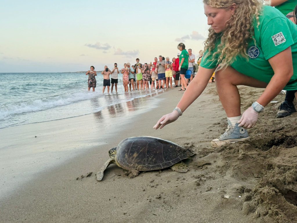 Iona and other volunteers help a turtle return to sea safely as a crowd looks on.