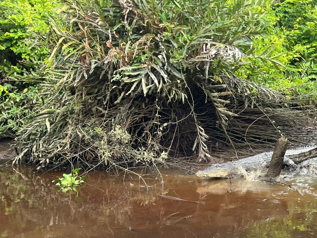 a photo of the wildlife on the river