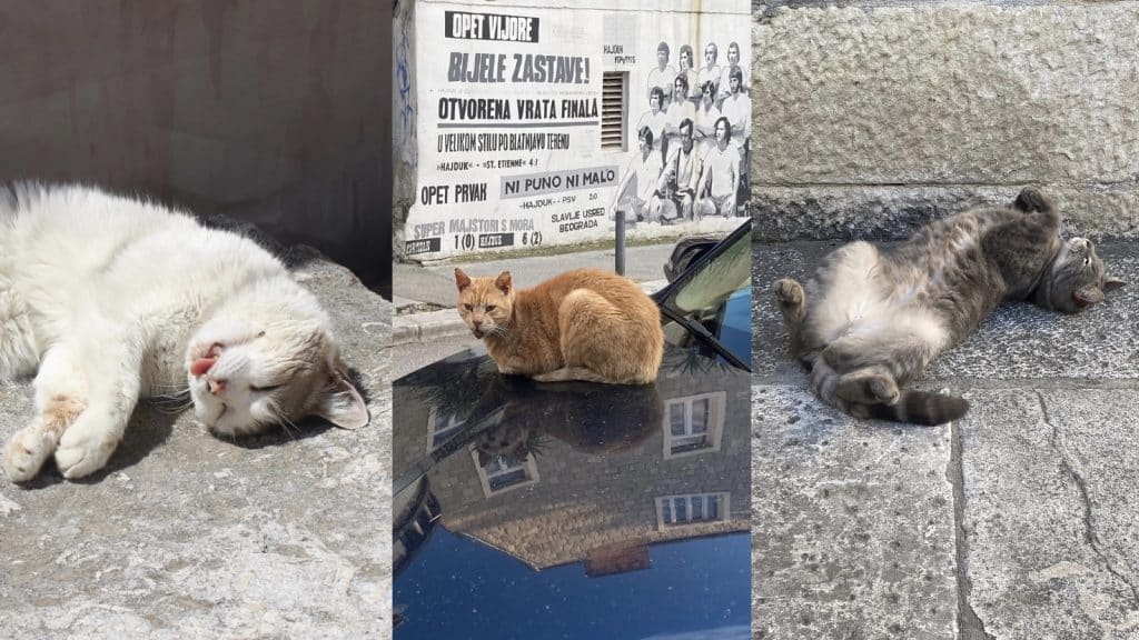 Stray cats living all over the city of Split, Croatia.