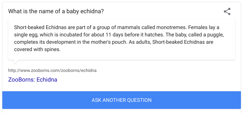 Ok, Google, I'm feeling curious - What is the name of a baby echidna? What are echidna babies called? Answer from ZooBorns: A puggle