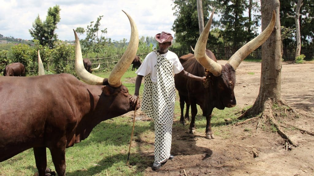 Rwanda's prestigious cattle, Inyambo, with their keeper at the Tutsi royal palace in Nyanza, Rwanda. Image: Shutterstock/Sarine Arslanian