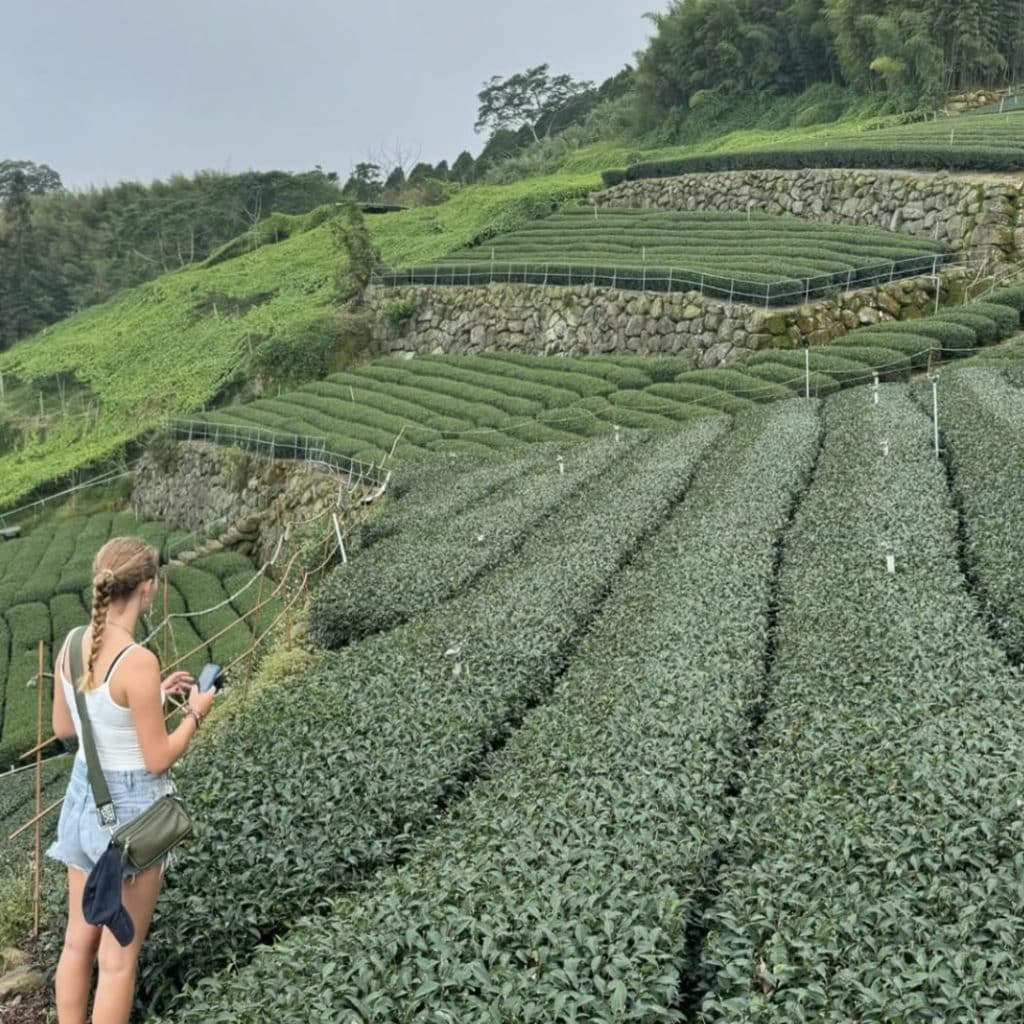 A photo of what the tea plantations in Taiwan look like