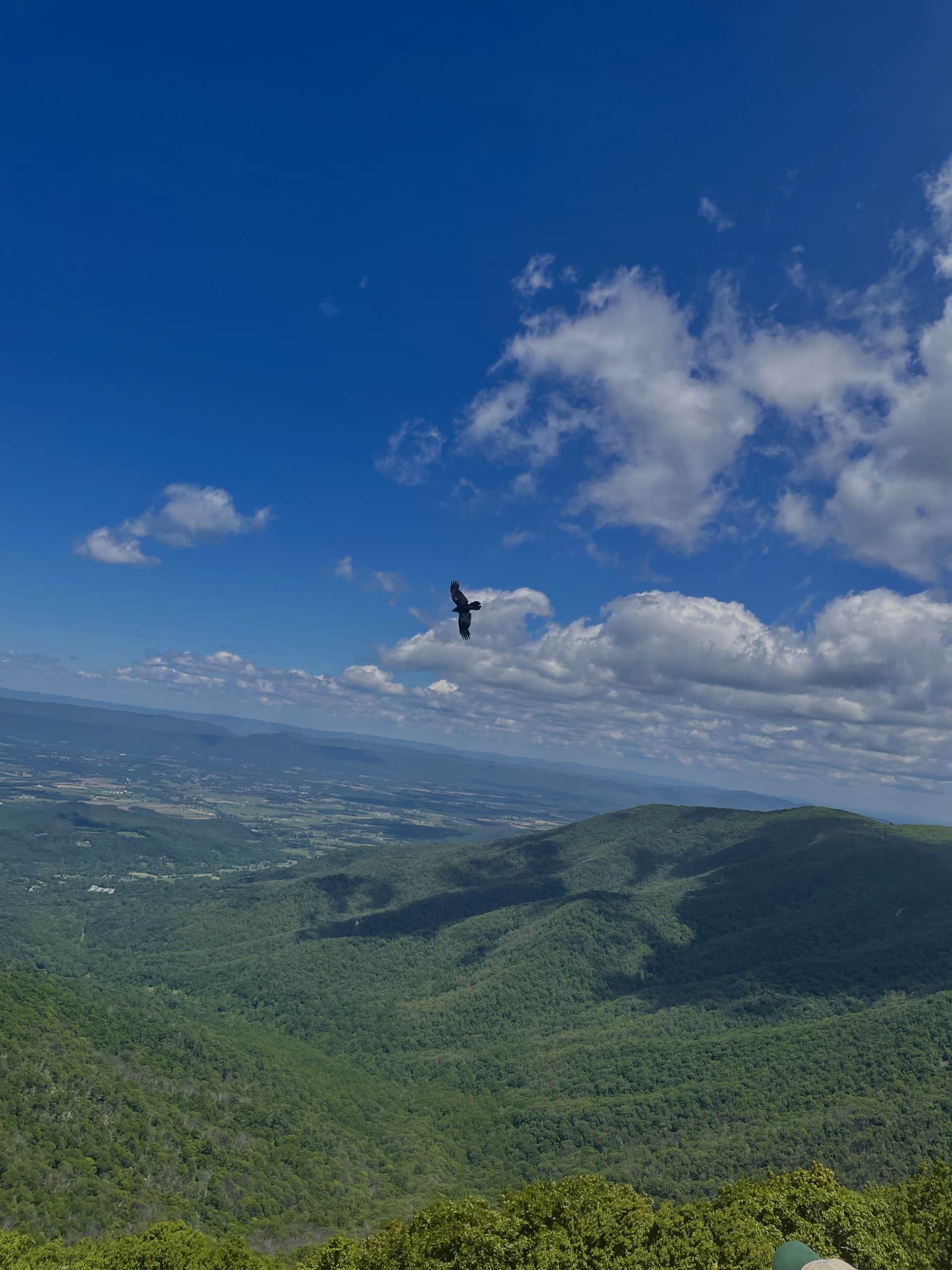 Bird Flying Over Mountains Seen From Hawksbill Summit