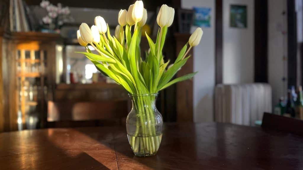 A bouquet of tulips in sunlight