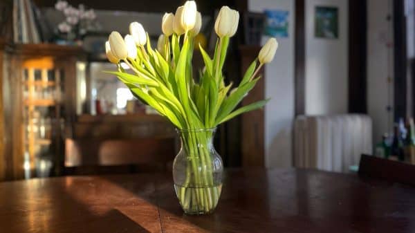 A bouquet of tulips in sunlight