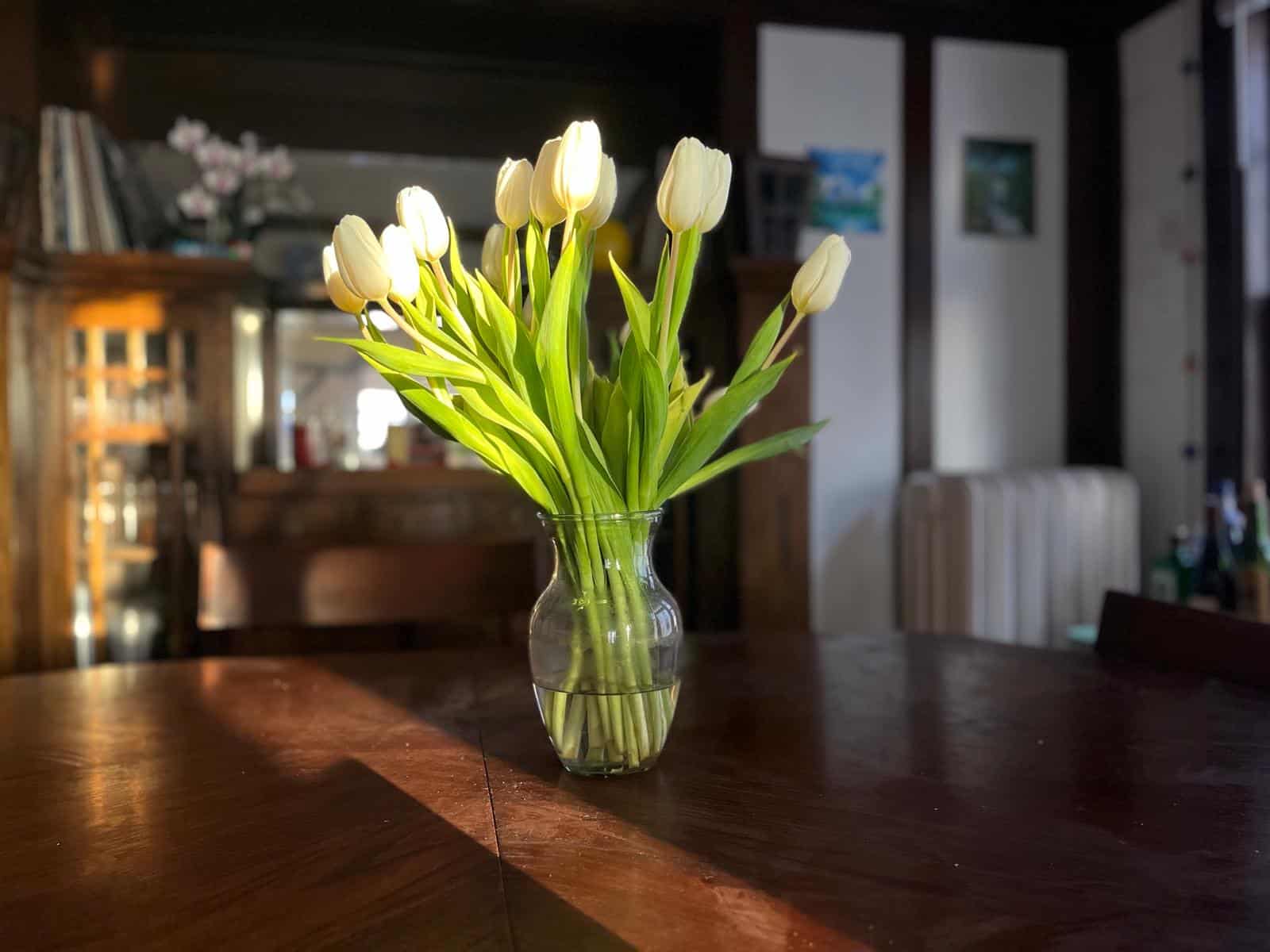 A bouquet of tulips in sunlight