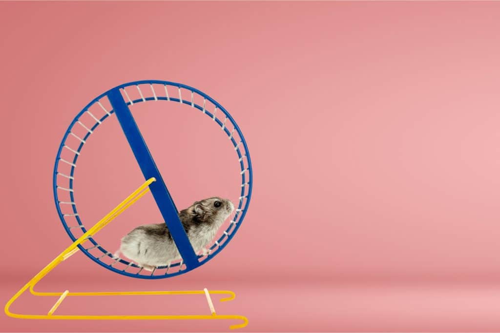 Hamster running on a wheel