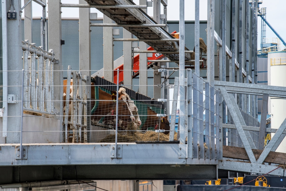 Cows on the floating farm.