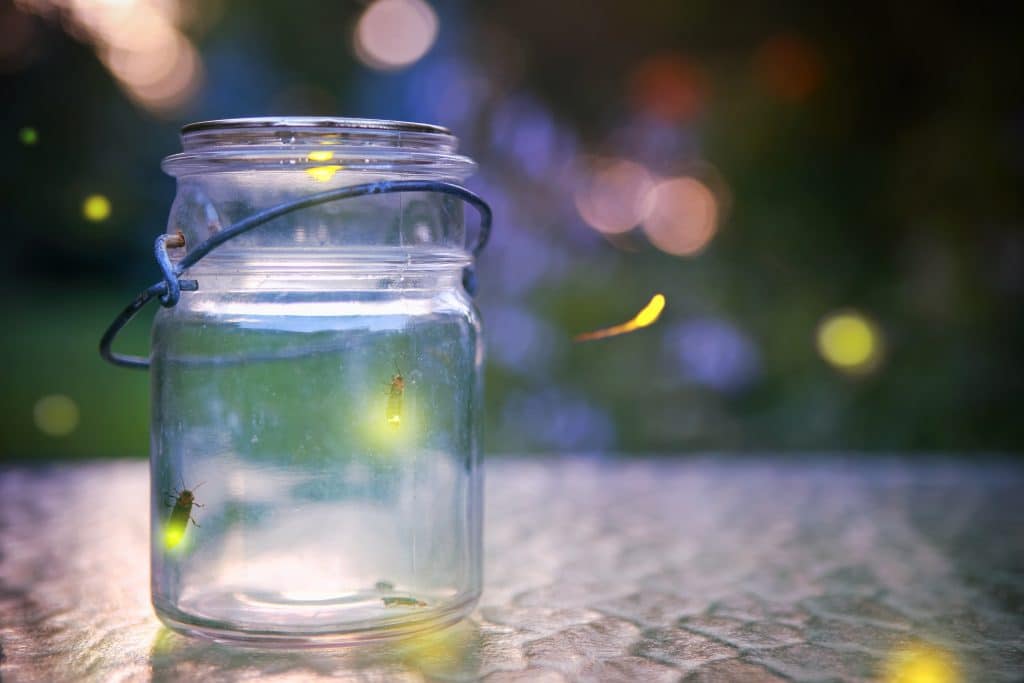 Fireflies in a jar outdoors at night.