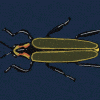 Gen-Z is the Last Generation to see Fireflies... or Are We?