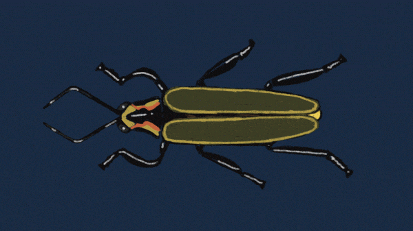 Gen-Z is the Last Generation to see Fireflies... or Are We?