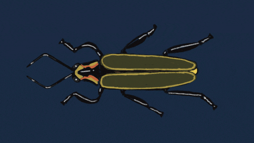 Gen-Z is the Last Generation to see Fireflies... or Are We?