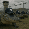 An AI-generated image of 4 crocodiles wearing ICE hats in front of a prison-like barbed wire fence.