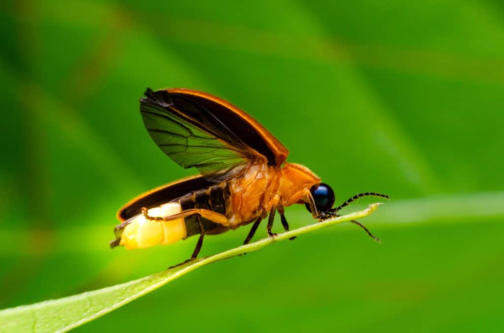 Up close image of a firefly