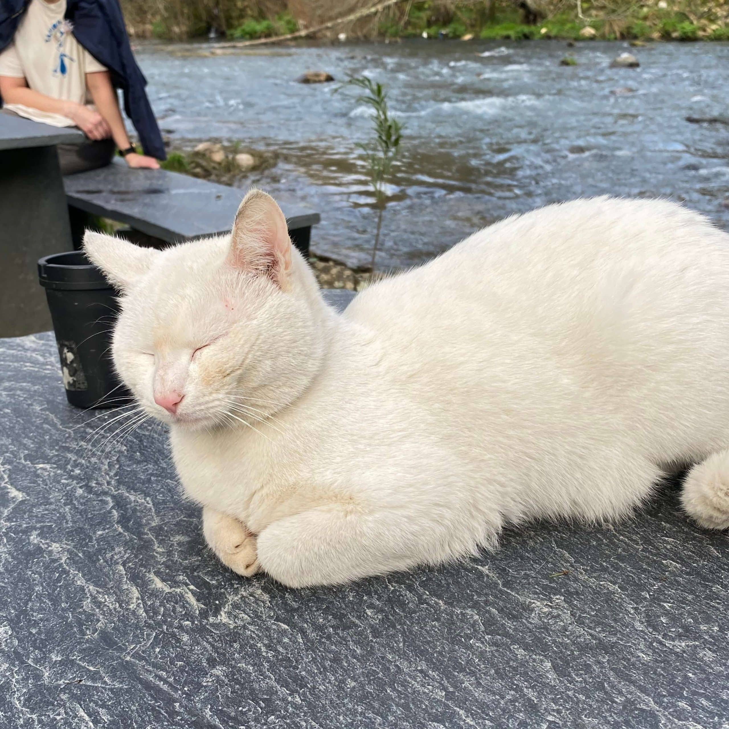 Picture of a neighborhood cat from mountain tour
