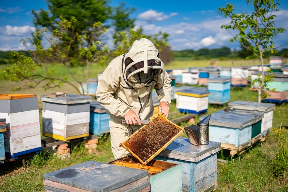 Beekeeper inspecting a beehive in a protective suit