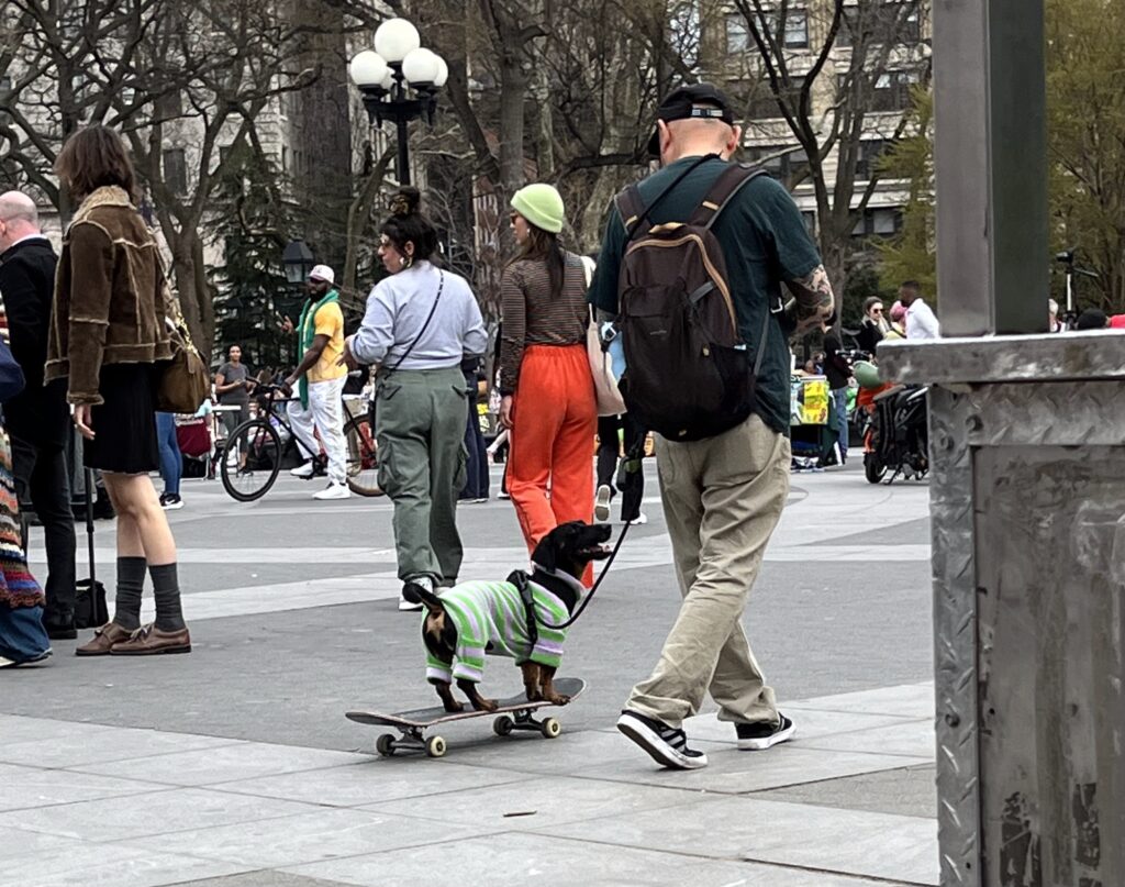A small dog in a green sweater rides on a skateboard while their owner leads them through Washington Square Park on a leash