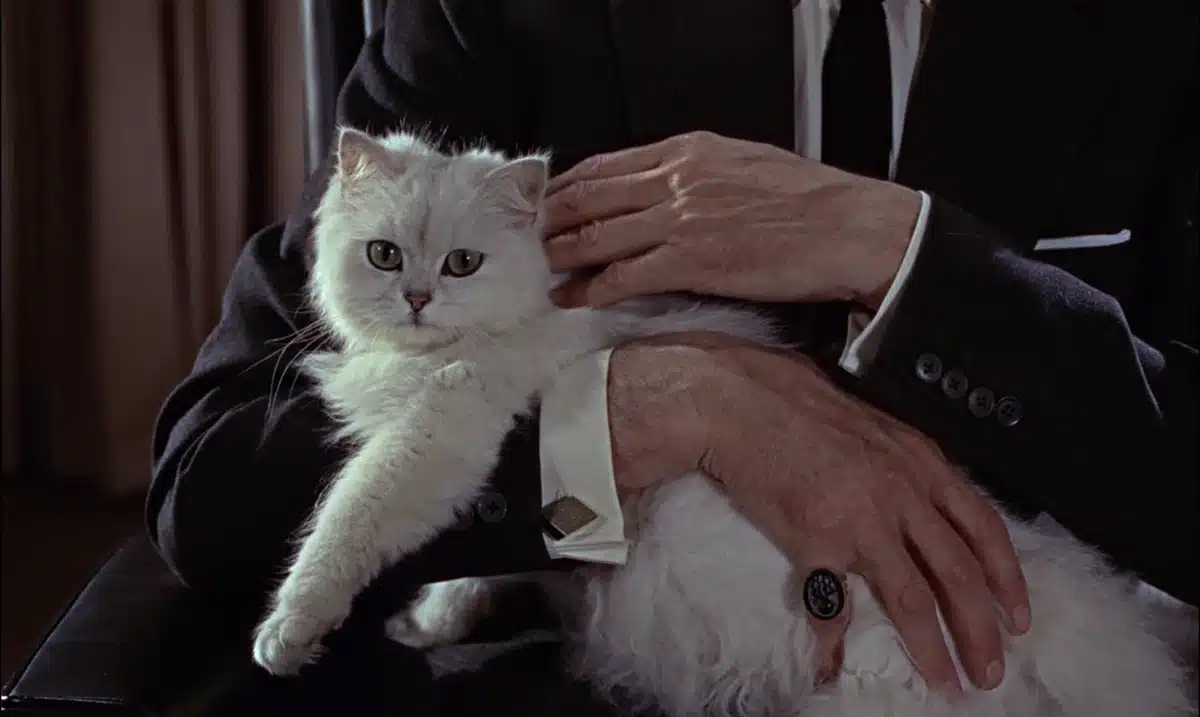 Blofeld's furry friend in the James Bond film, "Diamonds Are Forever". (Image: Eon Productions)
