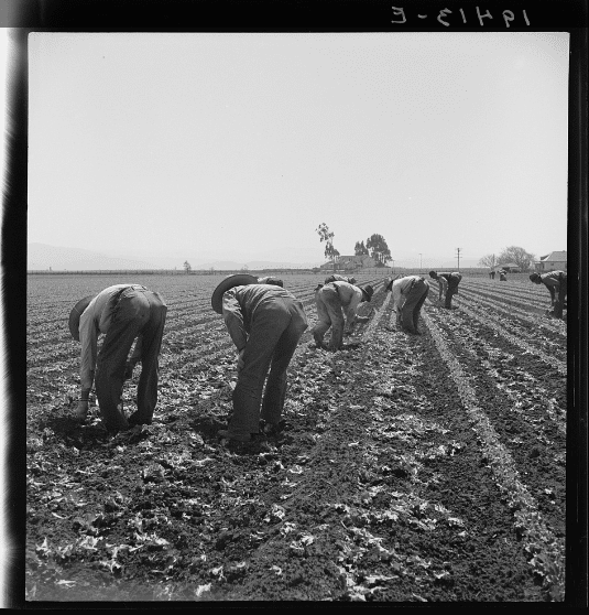 Filipino farm workers thinning lettuce in Salinas Valley, CA.