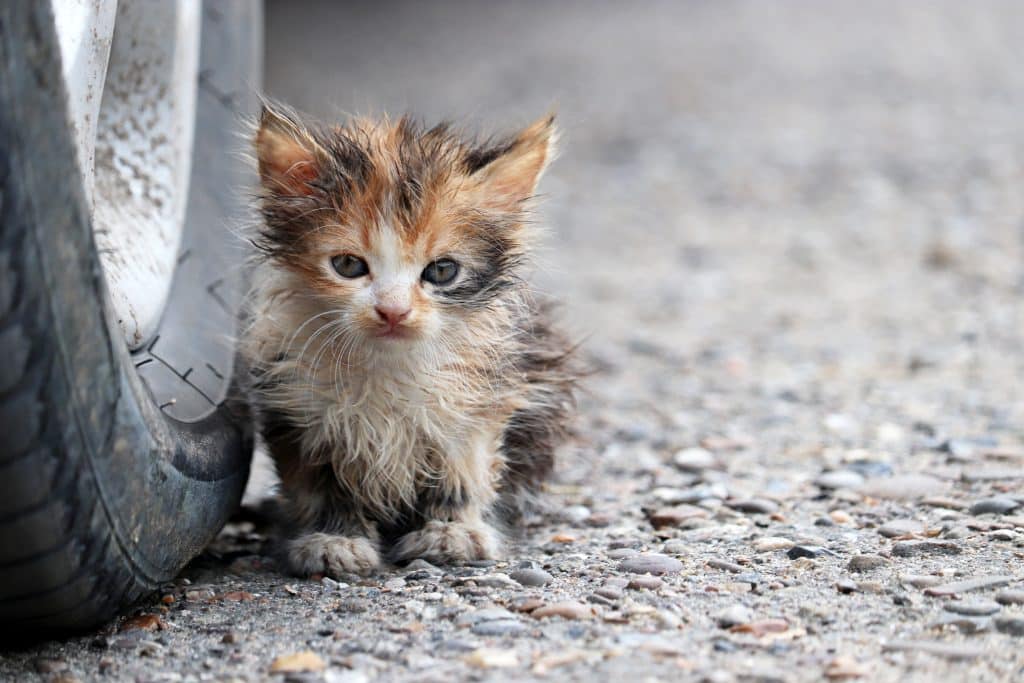 Don't let your kitty become this dirty