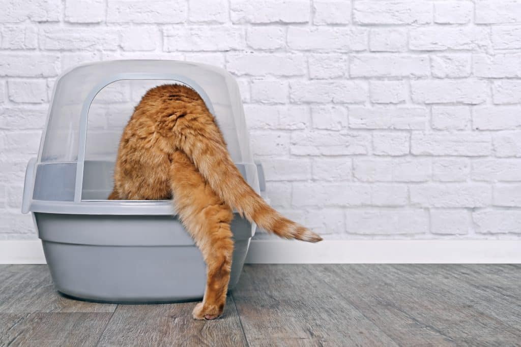 This kitty has been potty trained