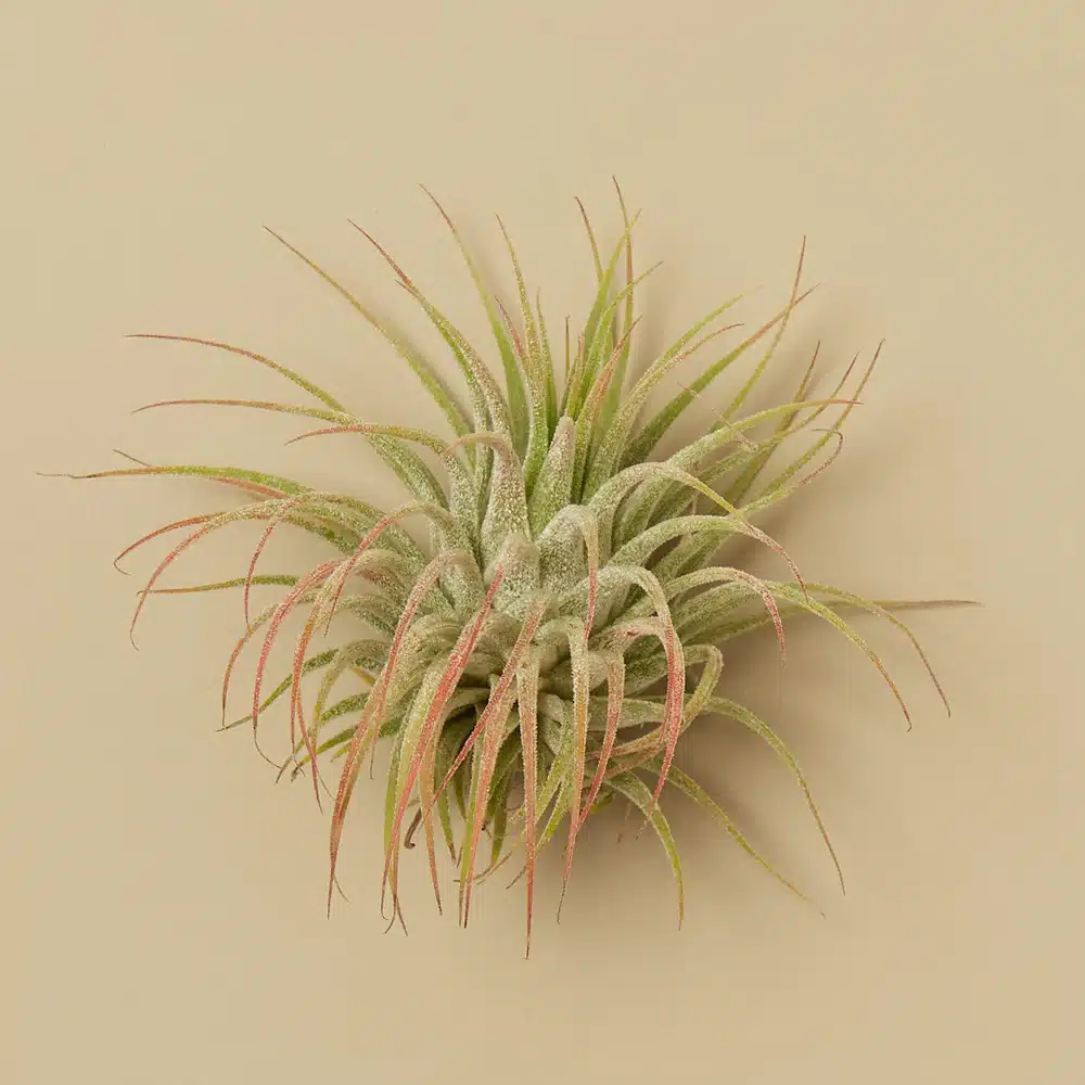 air plant