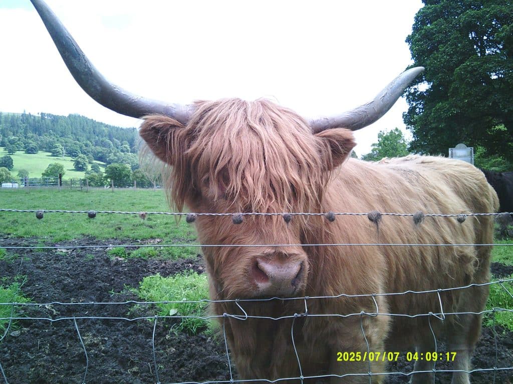 Picture of a highland cow.