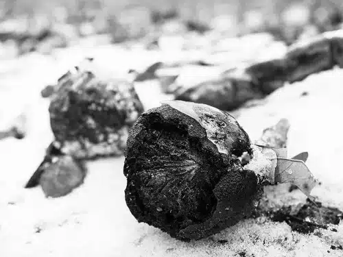 Black and white photograph of a wilting flower in the foreground with a blurred background.