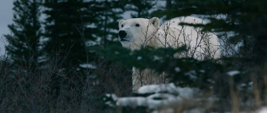 A polar bear through trees.