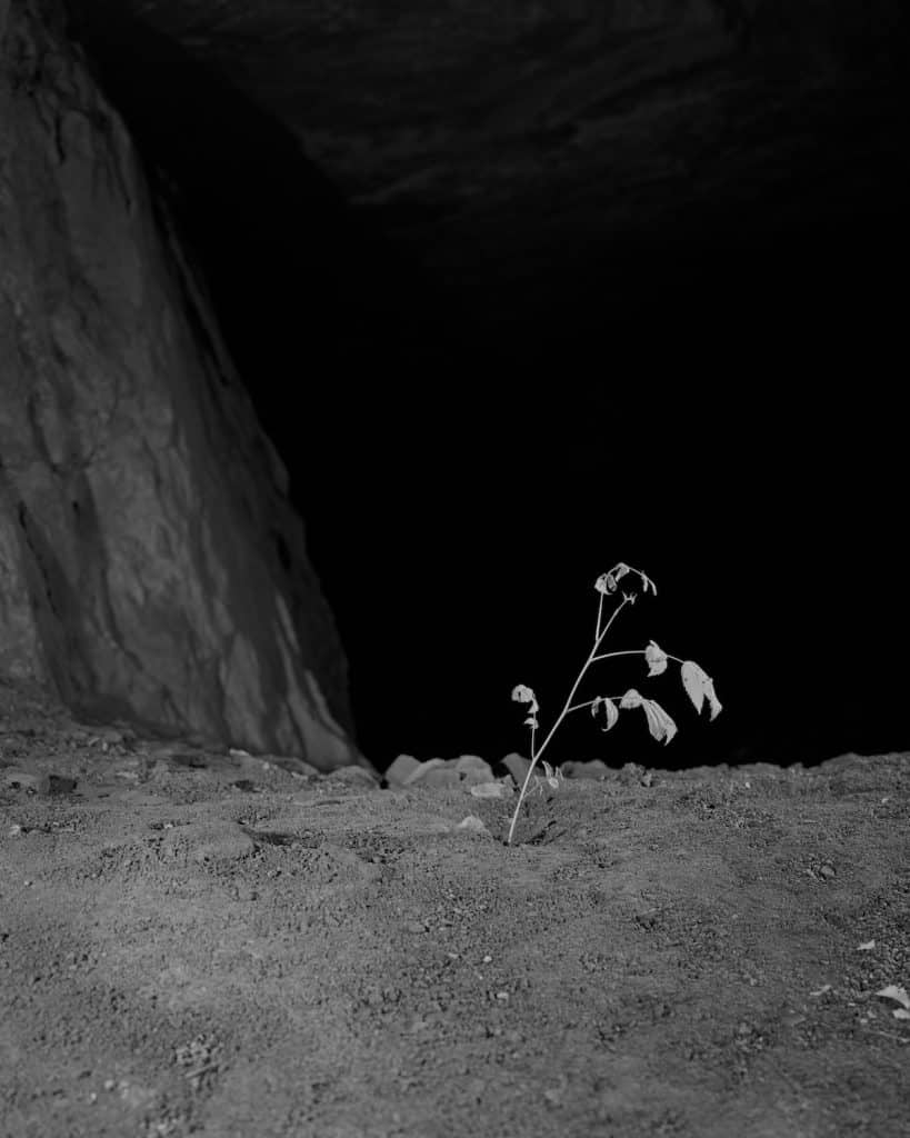 A black and white photograph with a pitch dark background, a piece of the cliff on the side, and one single plant growing in the dirt in front of the dark background.