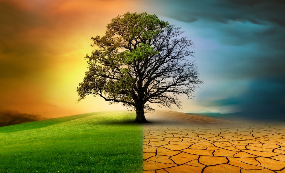 Tree in forest and desert wasteland.