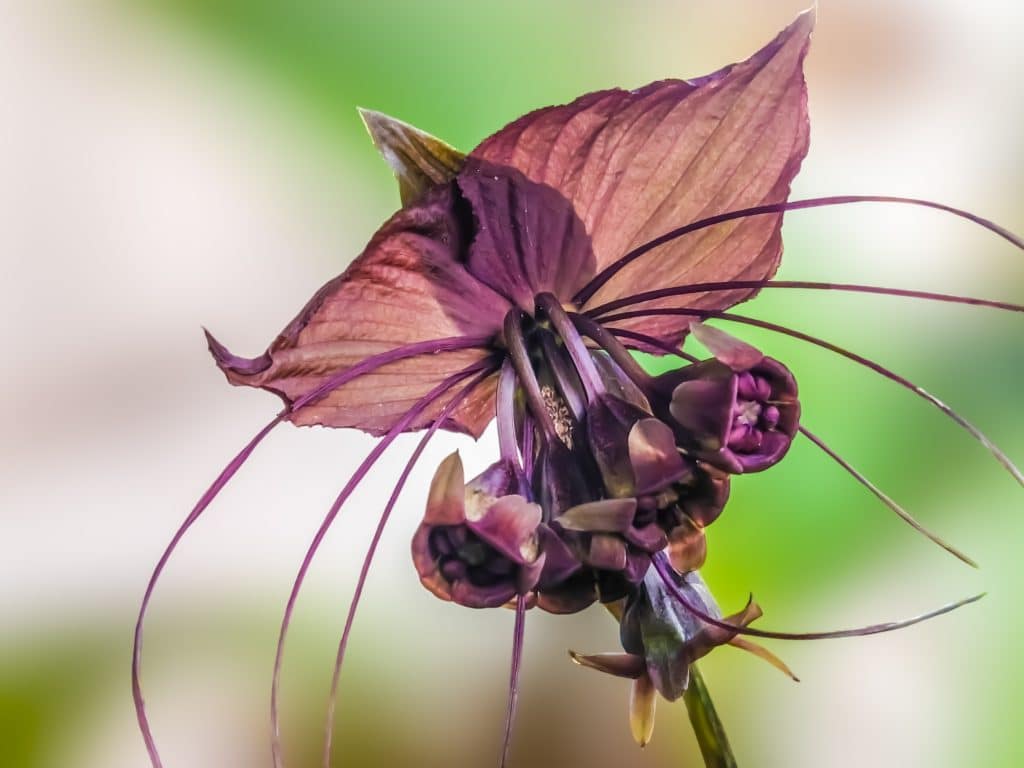 Purple flower. Shutterstock/Amm_amm