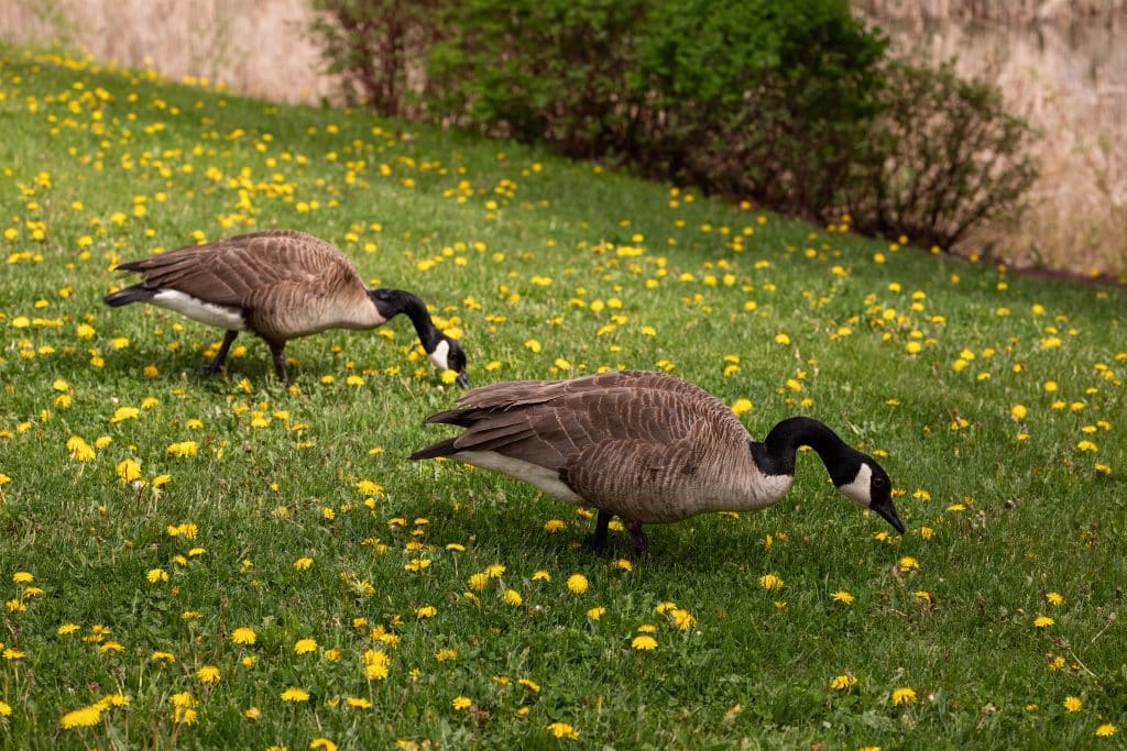 Geese grazing. Shutterstock/Alla Gnidenko