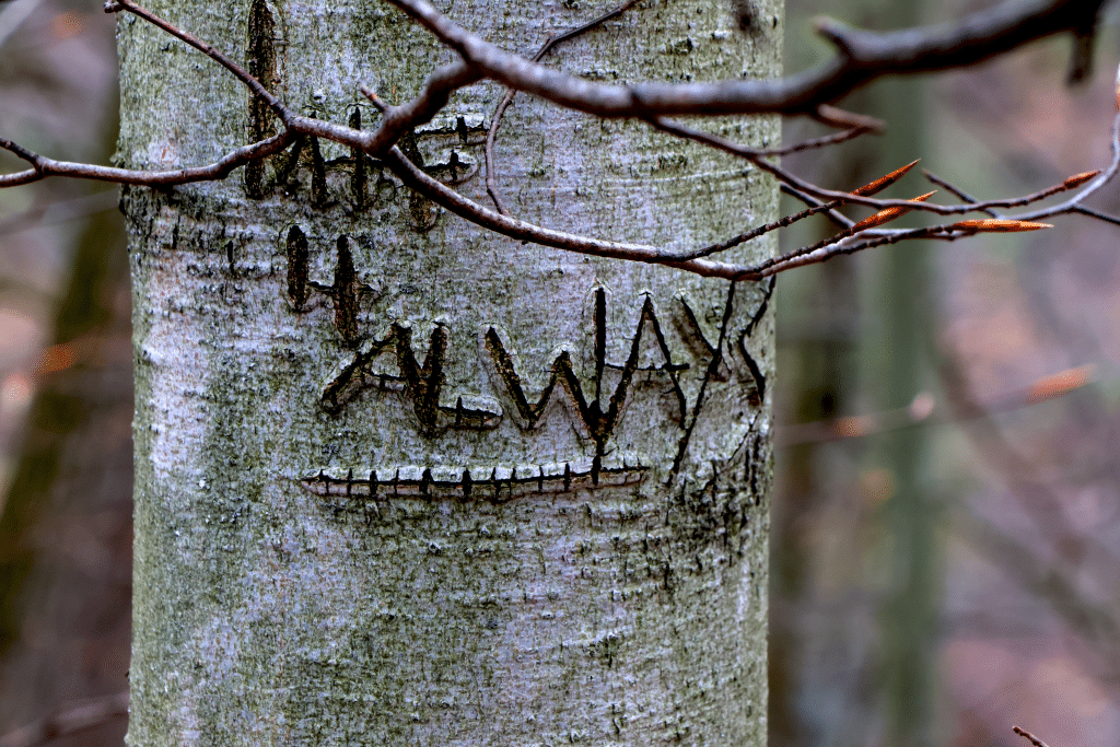 Full color photograph of a close up of a tree, the word "Always" carved into it