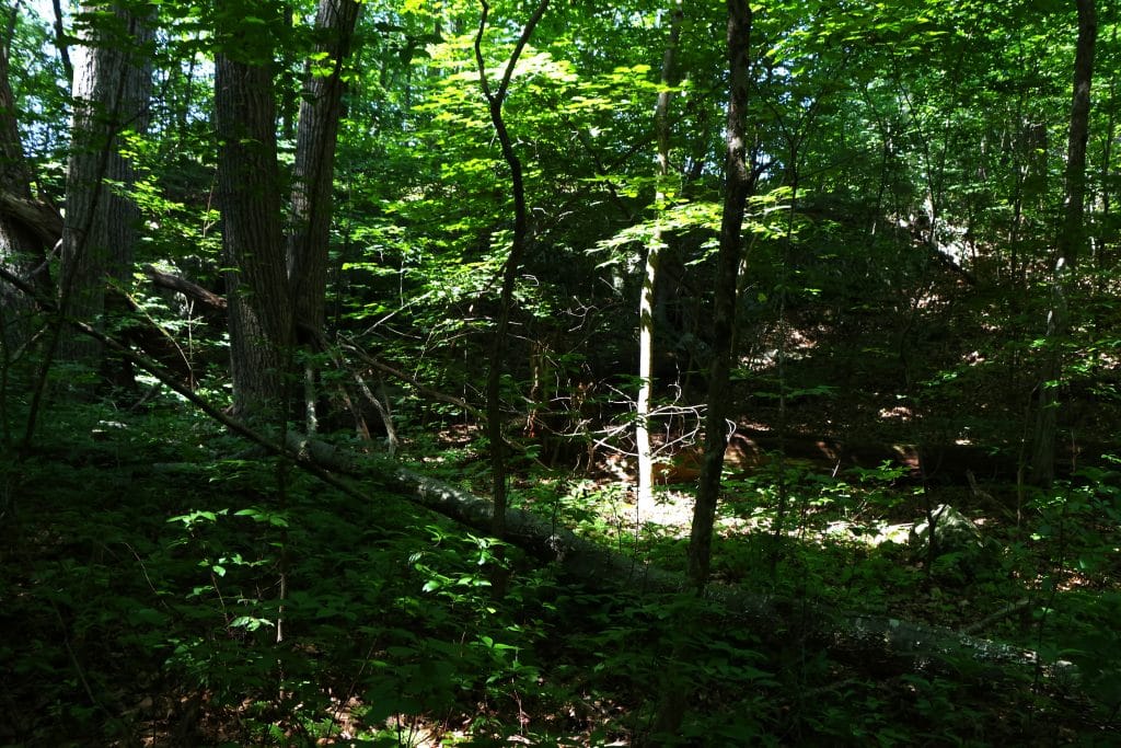 Full color digital photograph of part of a wooded area with light heavily on one skinny tree.
